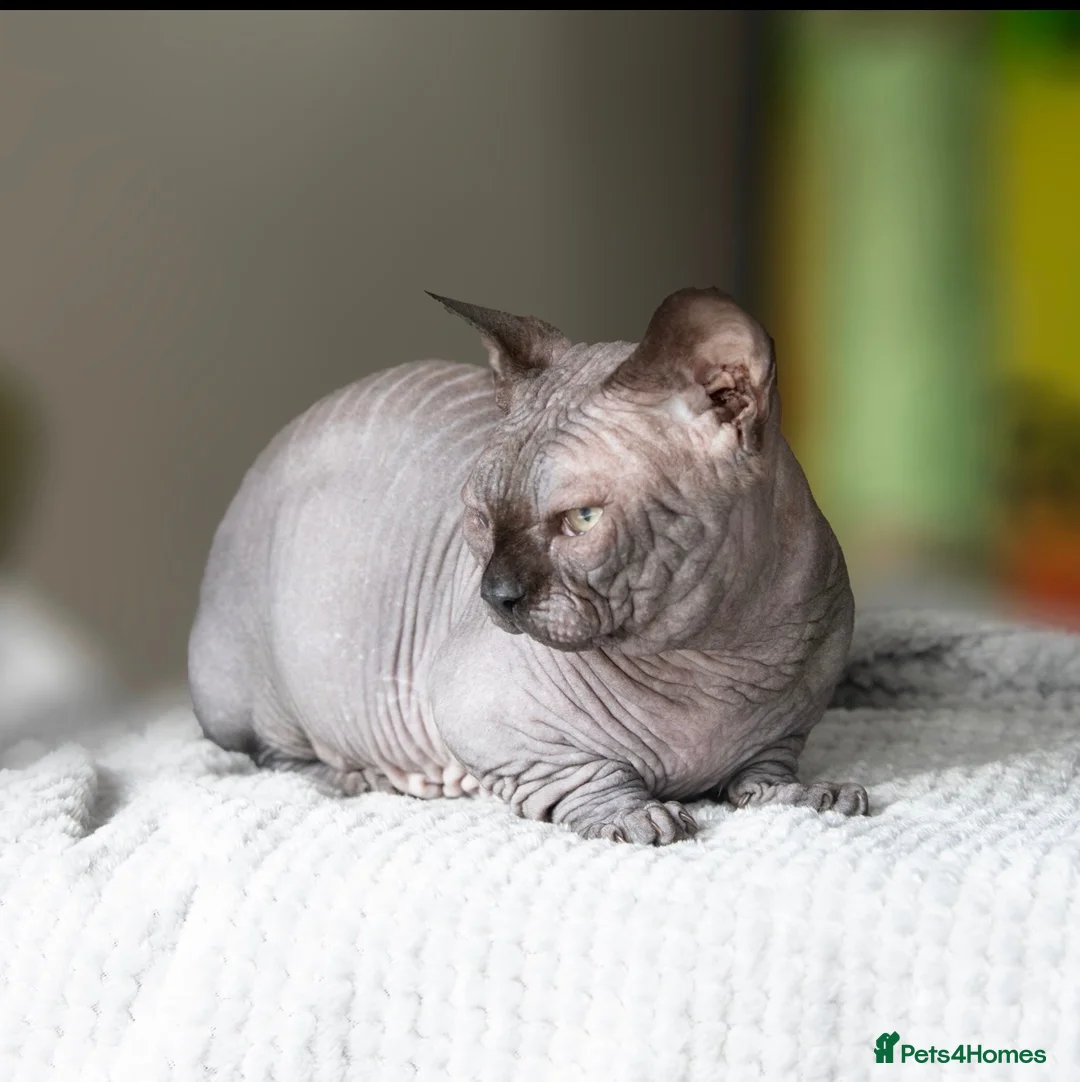 Sphynx cats for stud: Health Tested, Champion Bambino for stud - Advert 9