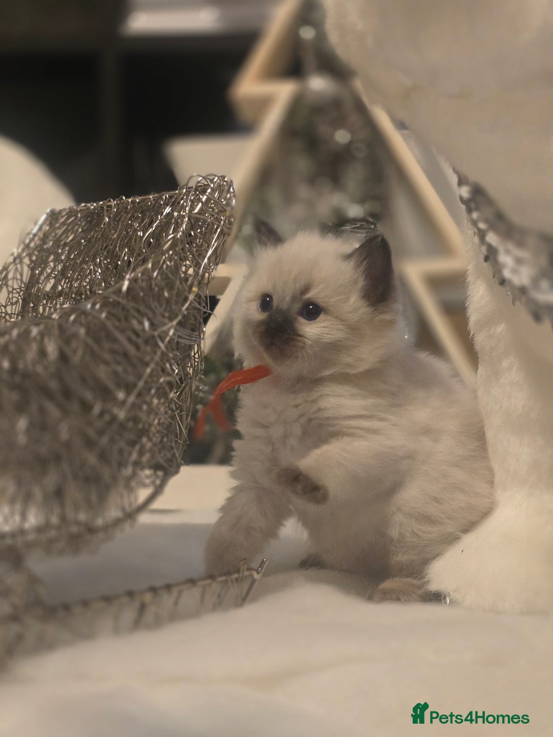 Ragdoll cats for sale: Precious GOOF Registered Ragdoll Kittens - 3 Girls - Advert 7