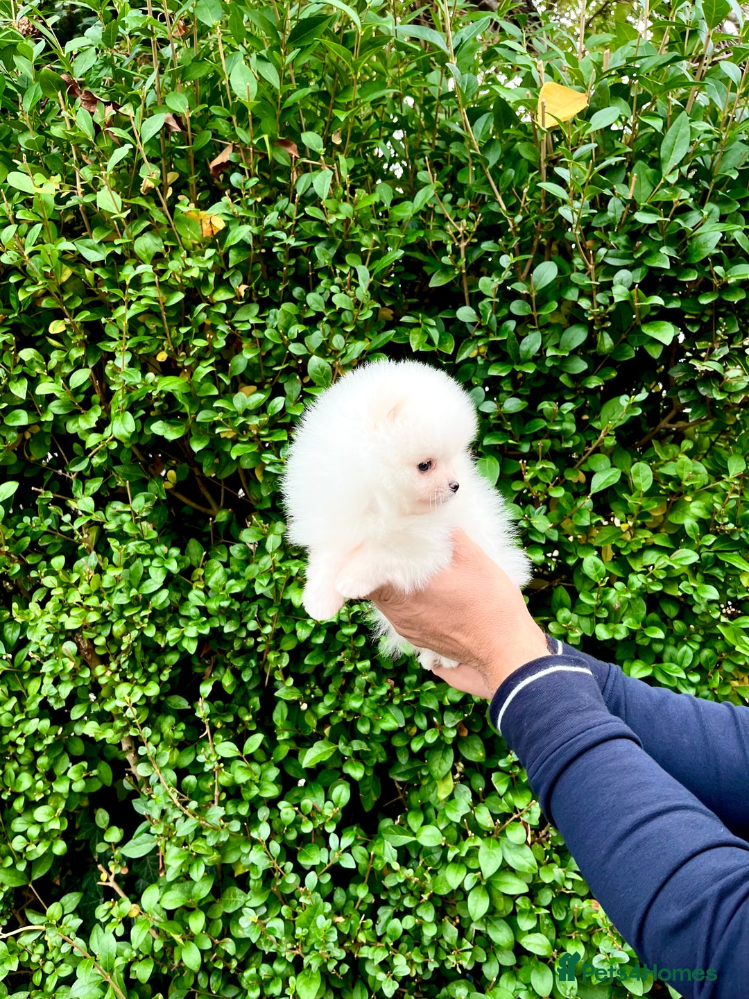 Pomeranian dogs for sale: Teddy face🐼Top quality🏆Very Tiny  - Image 8