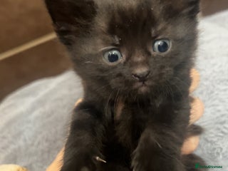 Domestic Shorthair cats Kittens for rehoming available on the 12th Dec - Advert 3