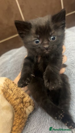 Domestic Shorthair cats Kittens for rehoming available on the 12th Dec - Advert 1