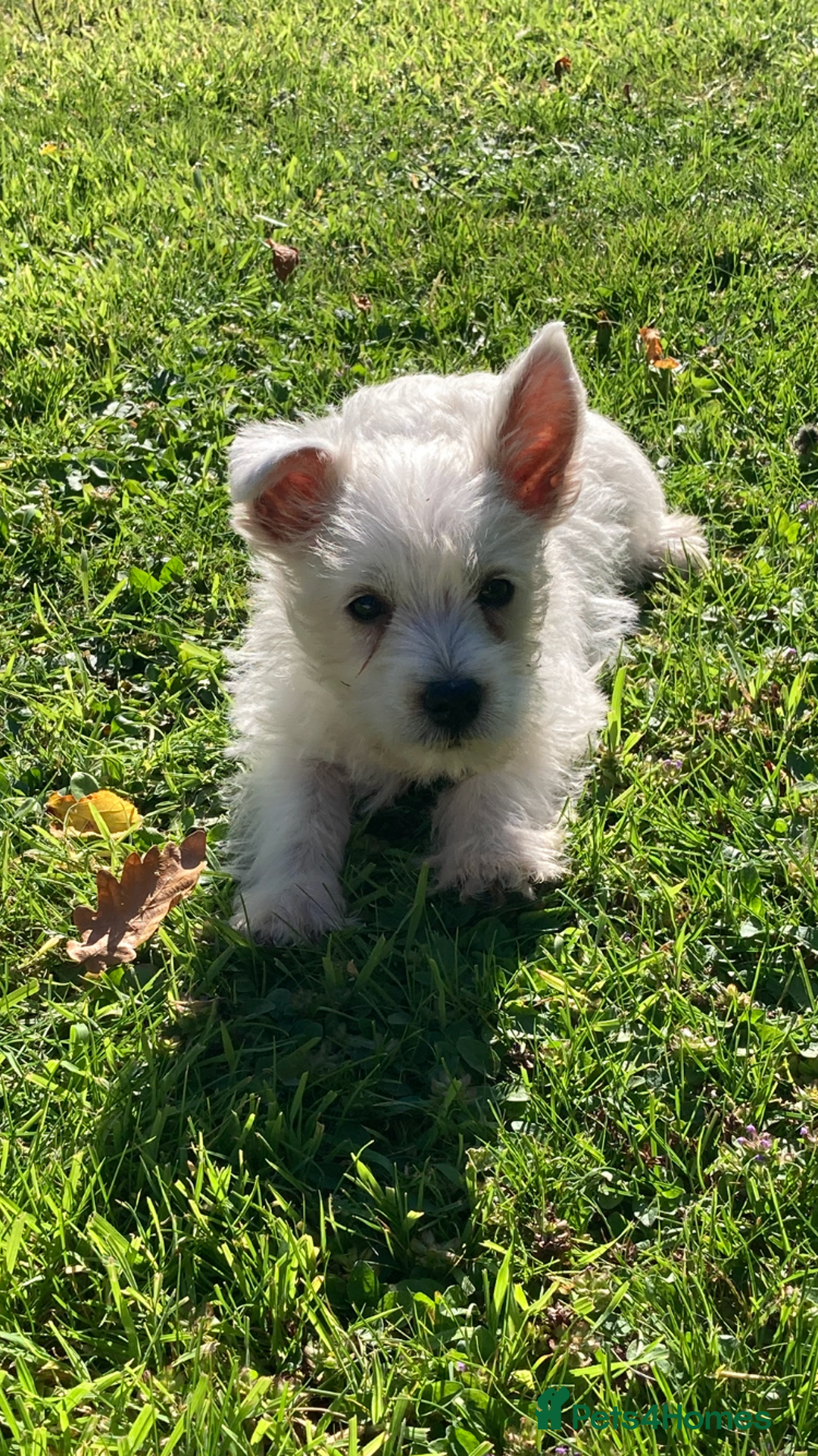 West Highland Terrier dogs for sale: Beautiful Westhighland White Terriers - Image 18