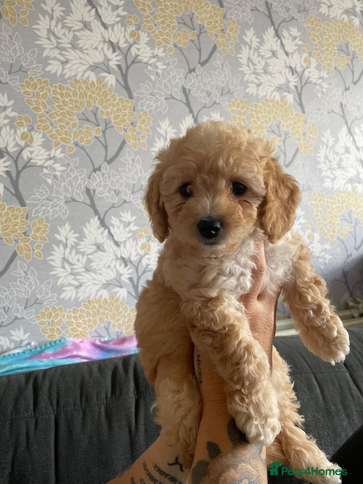Cavapoochon dogs Cavapoochon puppies - Advert 1