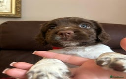 English Springer Spaniel dogs for sale: Stunning English springer spaniels for Sale - Image 8