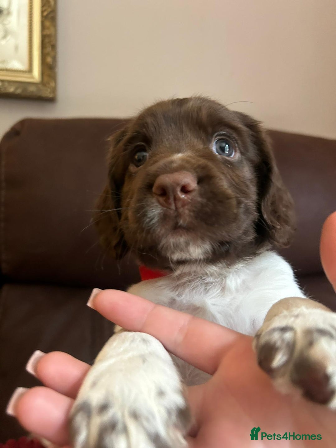 English Springer Spaniel dogs for sale: Stunning English springer spaniels for Sale - Image 8