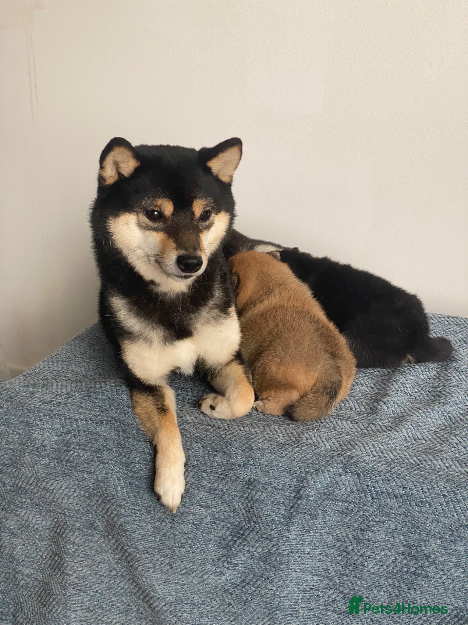 Japanese Shiba Inu dogs Black&Tan Mameshiba Boy - Advert 4