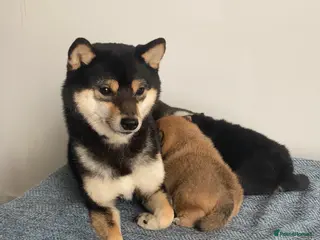 Japanese Shiba Inu dogs Black&Tan Mameshiba Boy - Advert 4