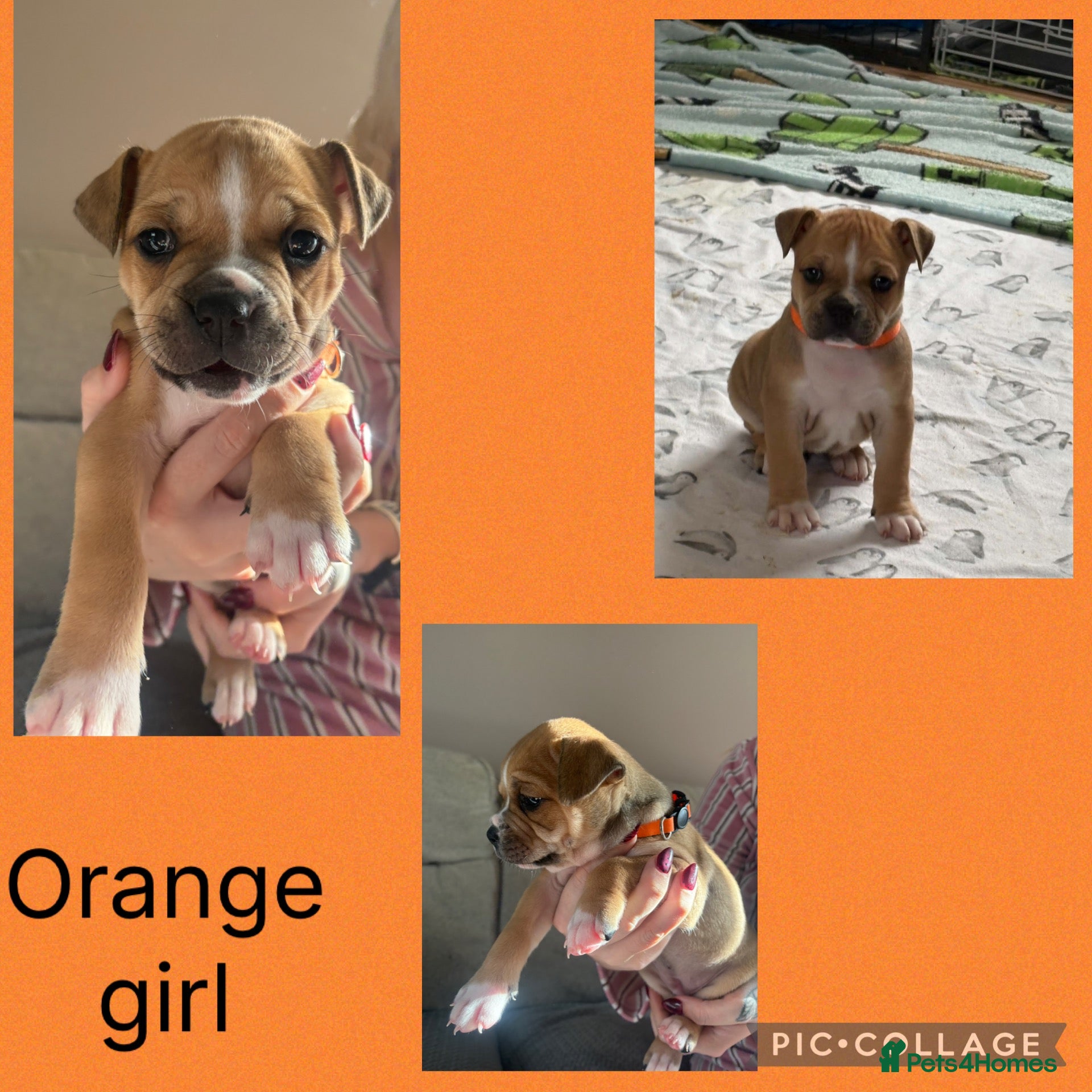 Mixed Breed dogs American bulldog / staffy puppies 3 GIRLS LEFT  - Advert 14