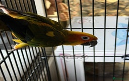 Conures birds for sale: Sun Conure - Advert 4