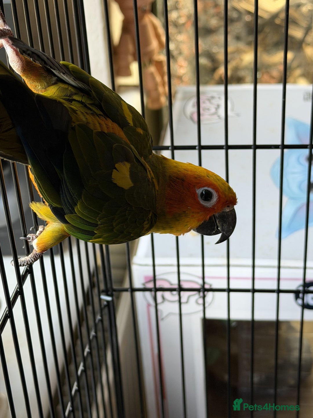 Conures birds for sale: Sun Conure - Advert 4