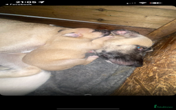 Mixed Breed dogs for sale: Belgian malinois X  - Image 1