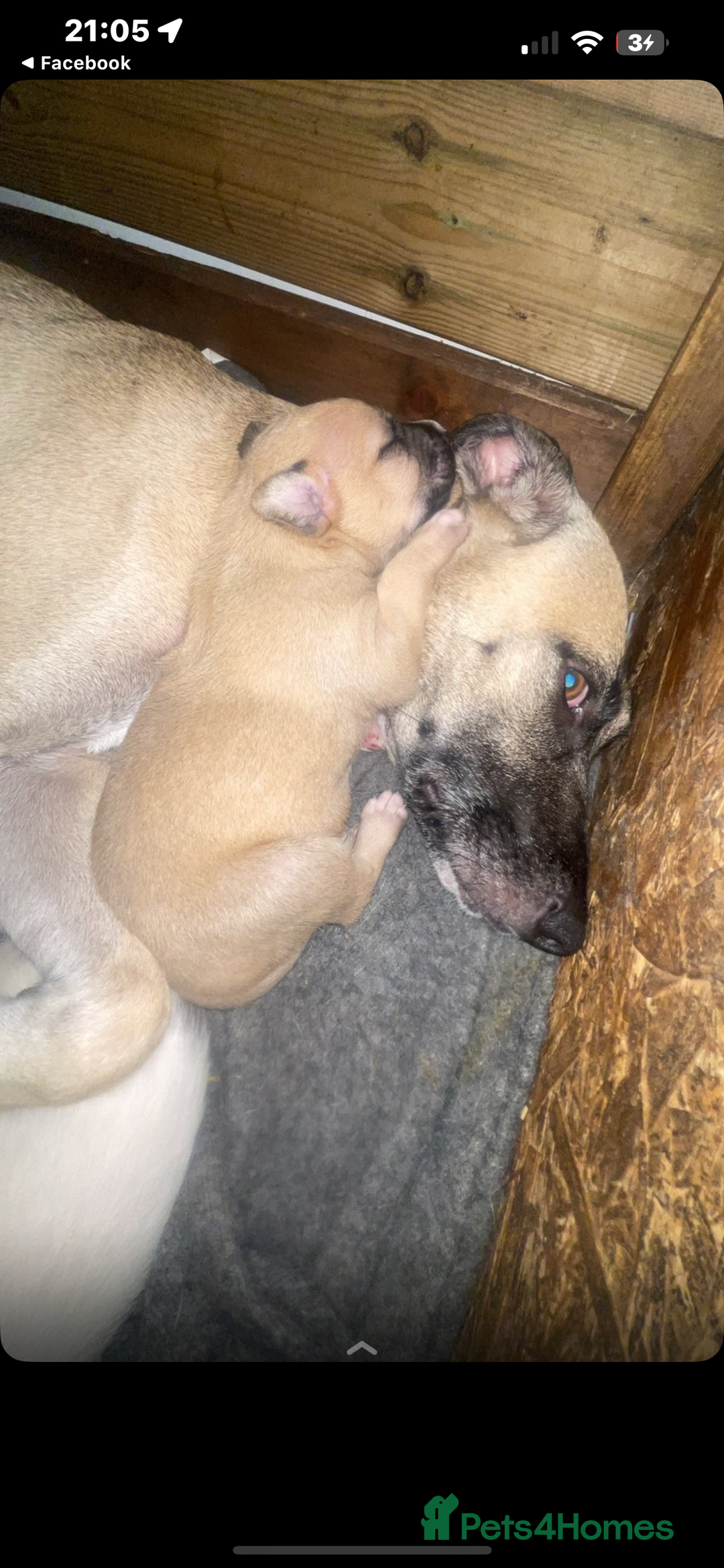 Mixed Breed dogs for sale: Belgian malinois X  - Image 1