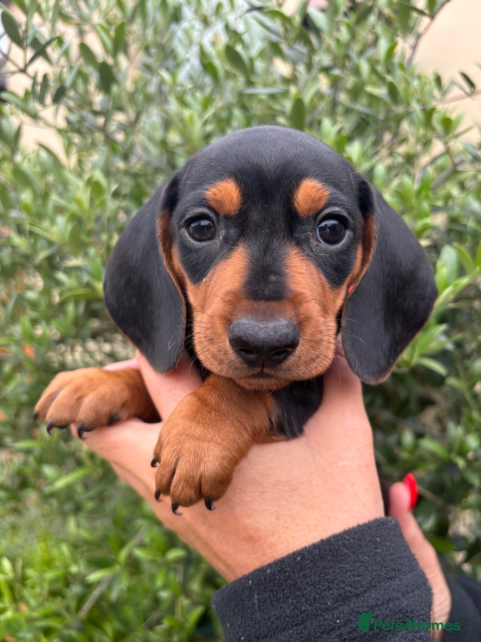 Miniature Dachshund dogs Puppy for Sale Outstanding KC Male Mini Dachshund  - Advert 1