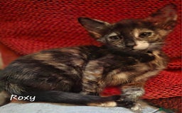 Siamese cats for sale: *1 left*Beautiful GCCF registered Siamese kittens  - Image 18