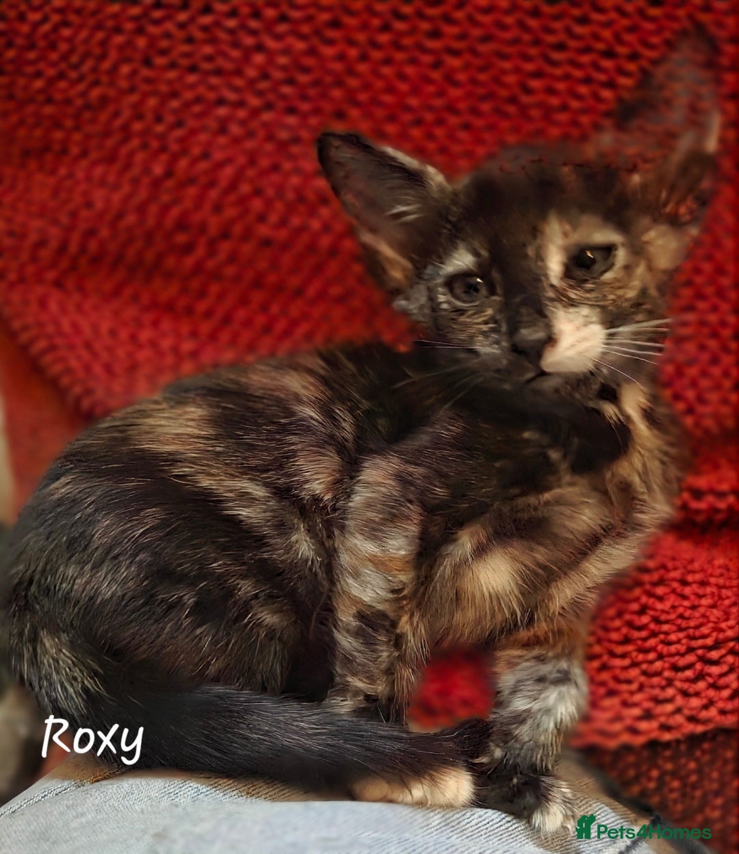 Siamese cats for sale: *1 left*Beautiful GCCF registered Siamese kittens  - Image 18