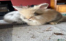 English Lop rabbits for sale: Beauitful Double Mane lop and dwarf double mane in Spalding - Image 5