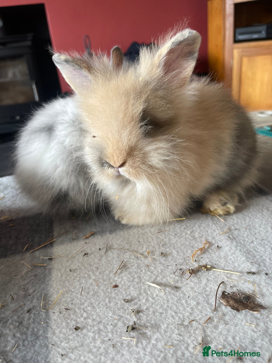 English Lop rabbits for sale: Beauitful Double Mane lop and dwarf double mane in Spalding - Image 5