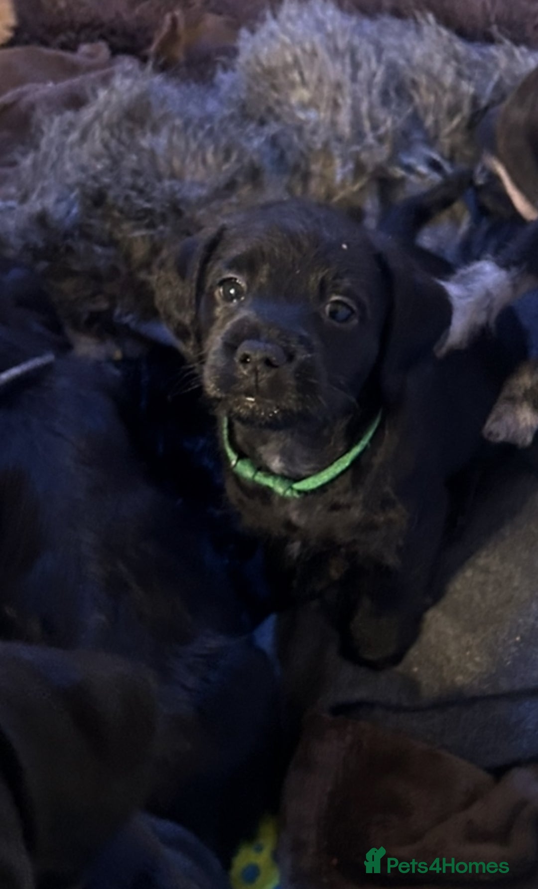 Mixed Breed dogs for sale: Puppies  - Advert 5