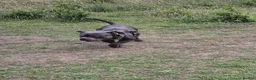 American Bully dogs for sale: Jax the pocket bully - Advert 3
