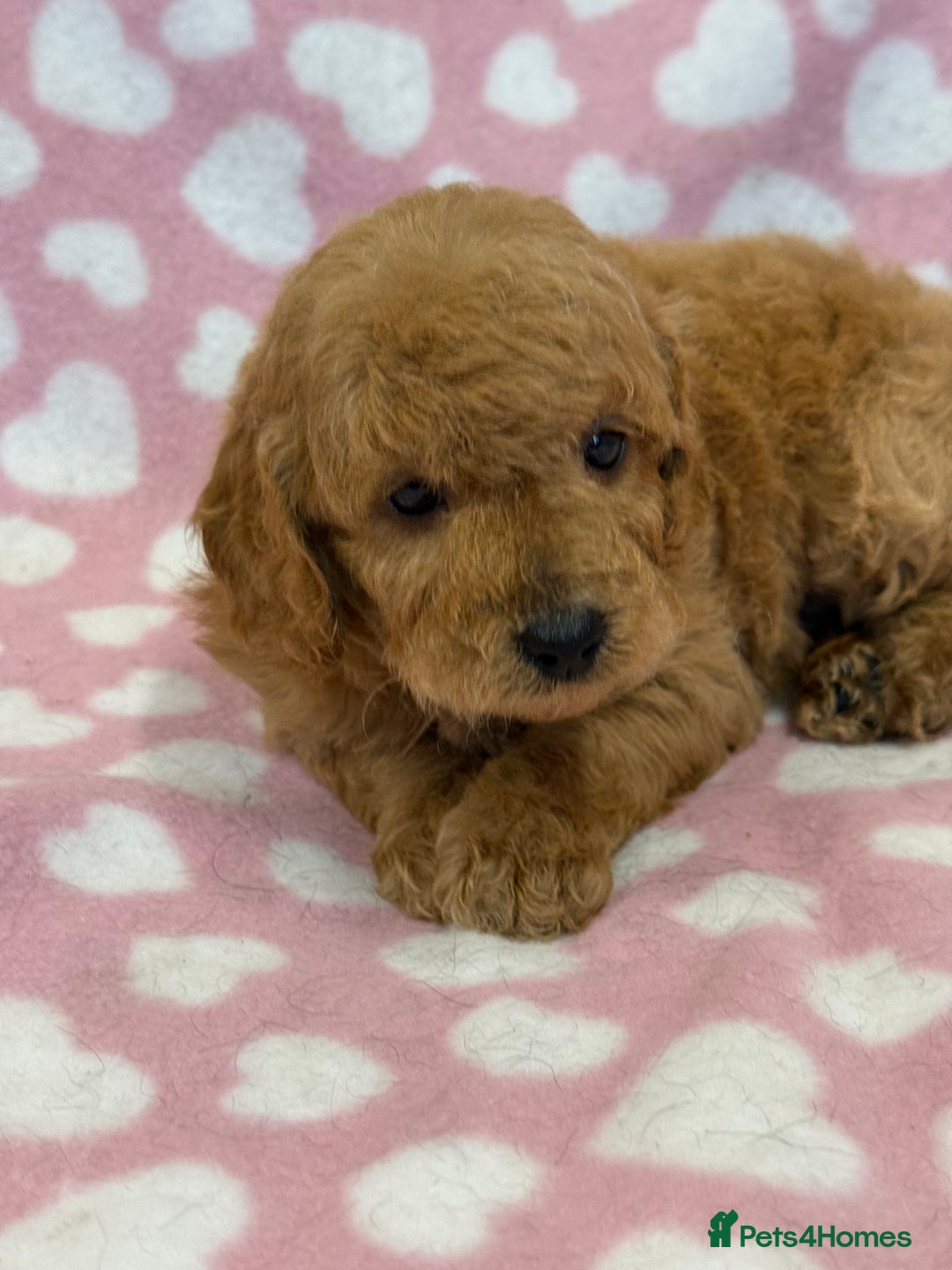 Cockapoo dogs for sale: Cockapoos F1B puppies  - Advert 6