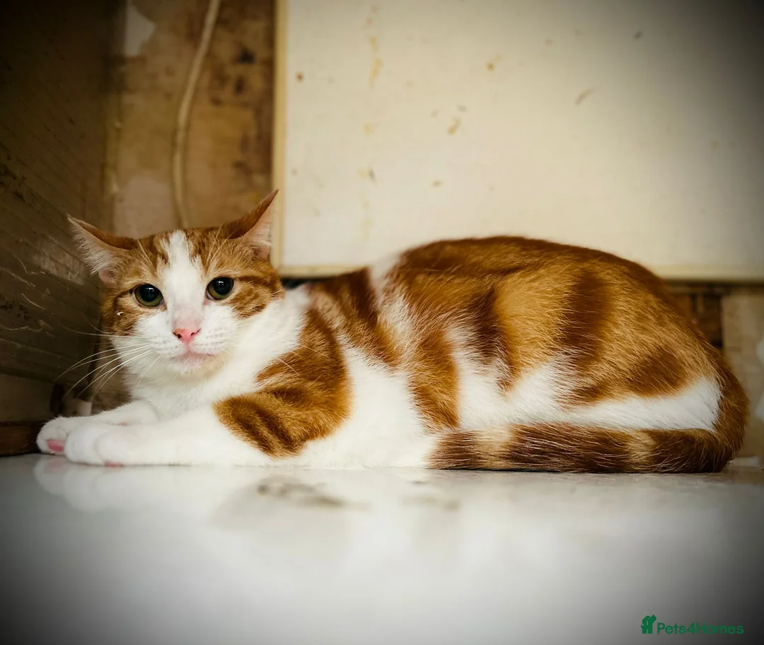 Mixed Breed cats for adoption: Rescue kittens Rosie& Oscar need a safe quiet home - Advert 2