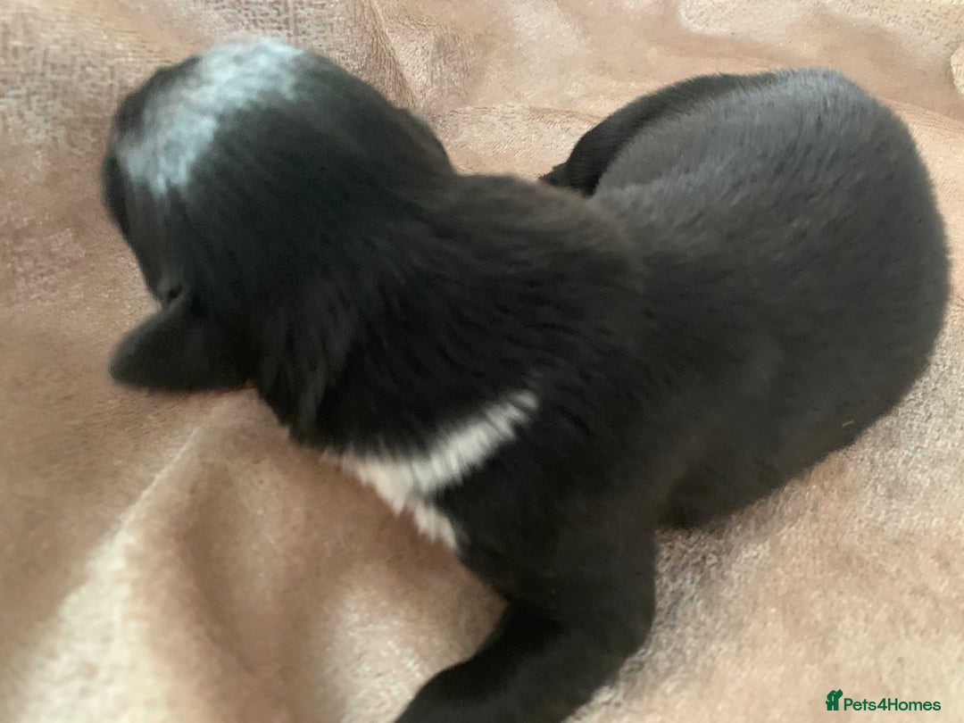 Border Collie dogs for sale: Pure Border Collie pups  - Advert 22