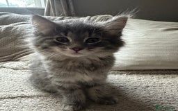 Norwegian Forest Cat cats for sale: Half Norwegian Forest Kittens  - Image 2