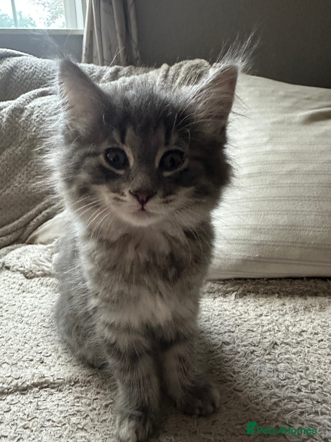 Norwegian Forest Cat cats for sale: Half Norwegian Forest Kittens  - Image 2
