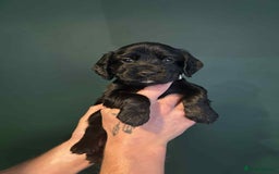 Sprocker dogs for sale: Truly Special Litter of Sprockers - Image 6
