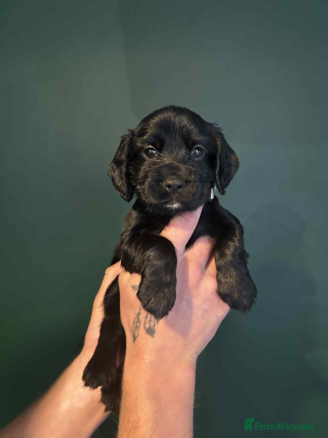 Sprocker dogs for sale: Truly Special Litter of Sprockers - Image 6