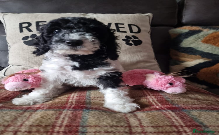 Mixed Breed dogs - Advert 2