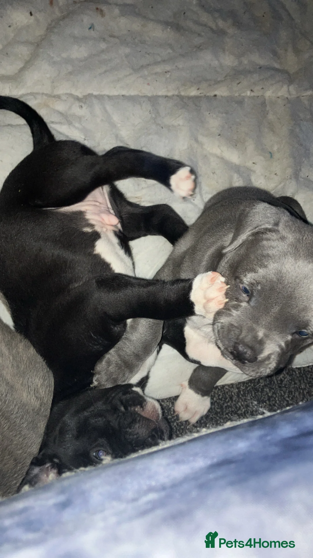 Mixed Breed dogs for sale: 3 male pups for sale  in Galashiels - Advert 1