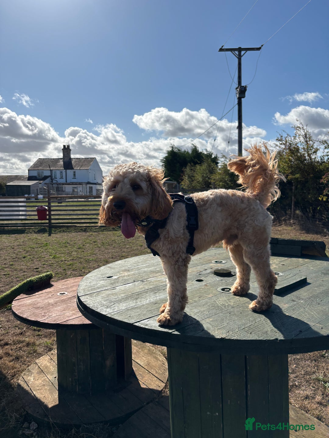 Cockapoo dogs for stud: F1 Cockapoo Milo for stud - Image 3