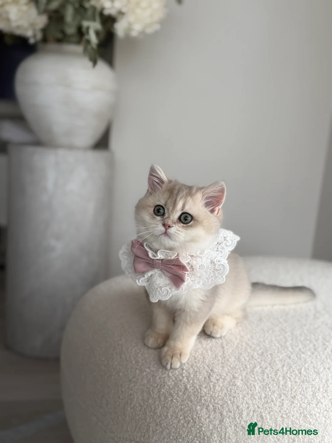 British Shorthair cats for sale: Blue Golden British Shorthair kitty - Advert 10