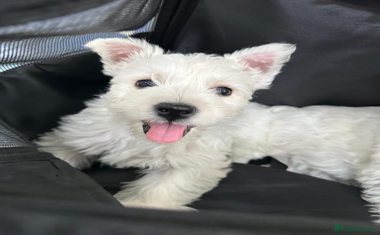 West Highland Terrier dogs - Advert 5