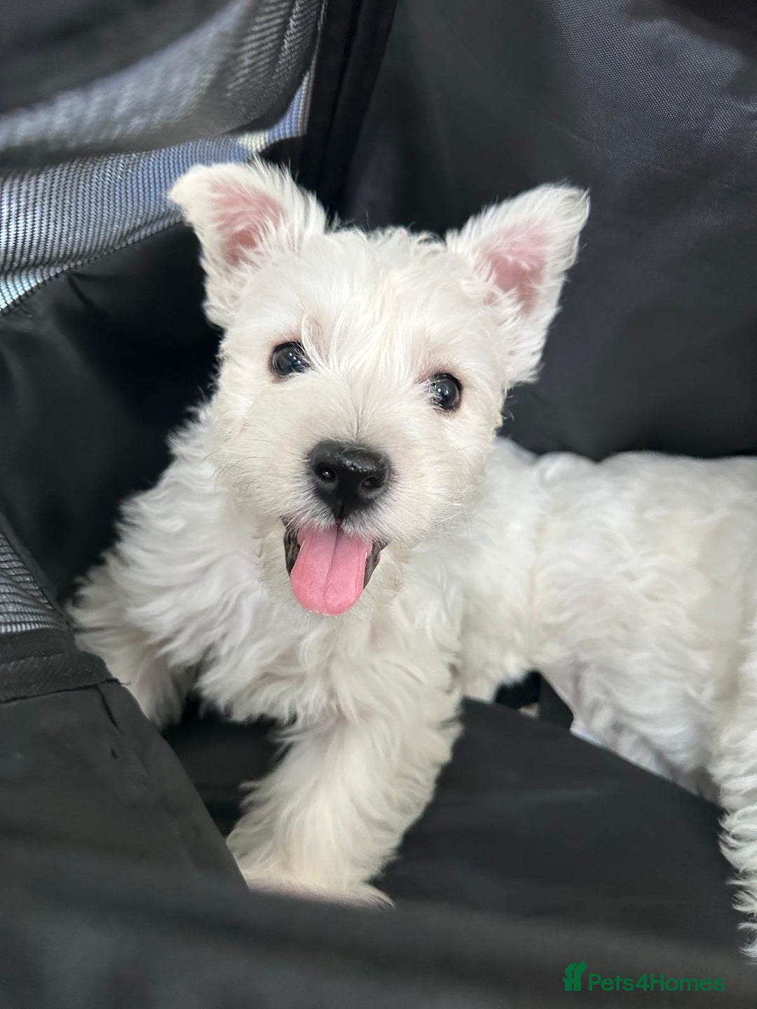 West Highland Terrier dogs for sale: West Highland White Terrier Puppies - Image 3