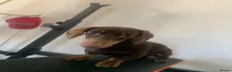 Miniature Dachshund dogs for stud: Chocolate and tanned mini dachshund boy - Advert 9