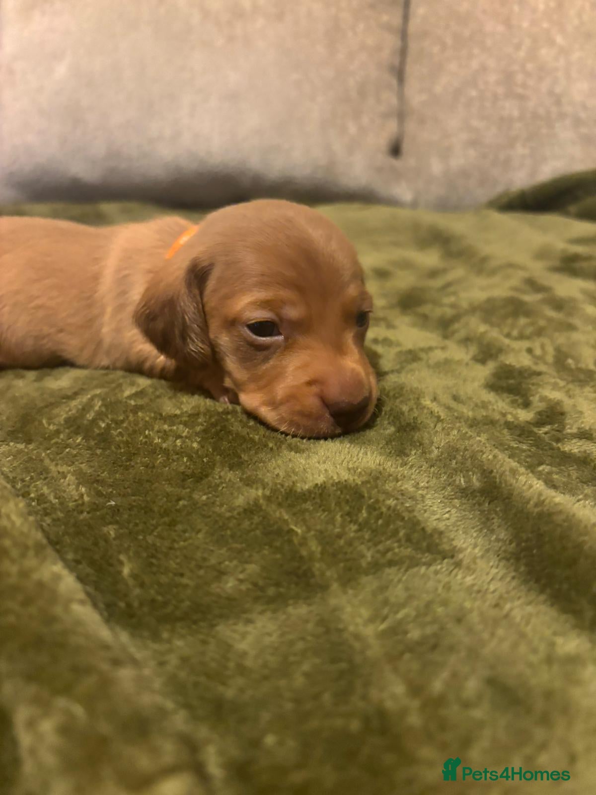 Miniature Dachshund dogs Miniature dashund puppies reserving now  - Advert 1