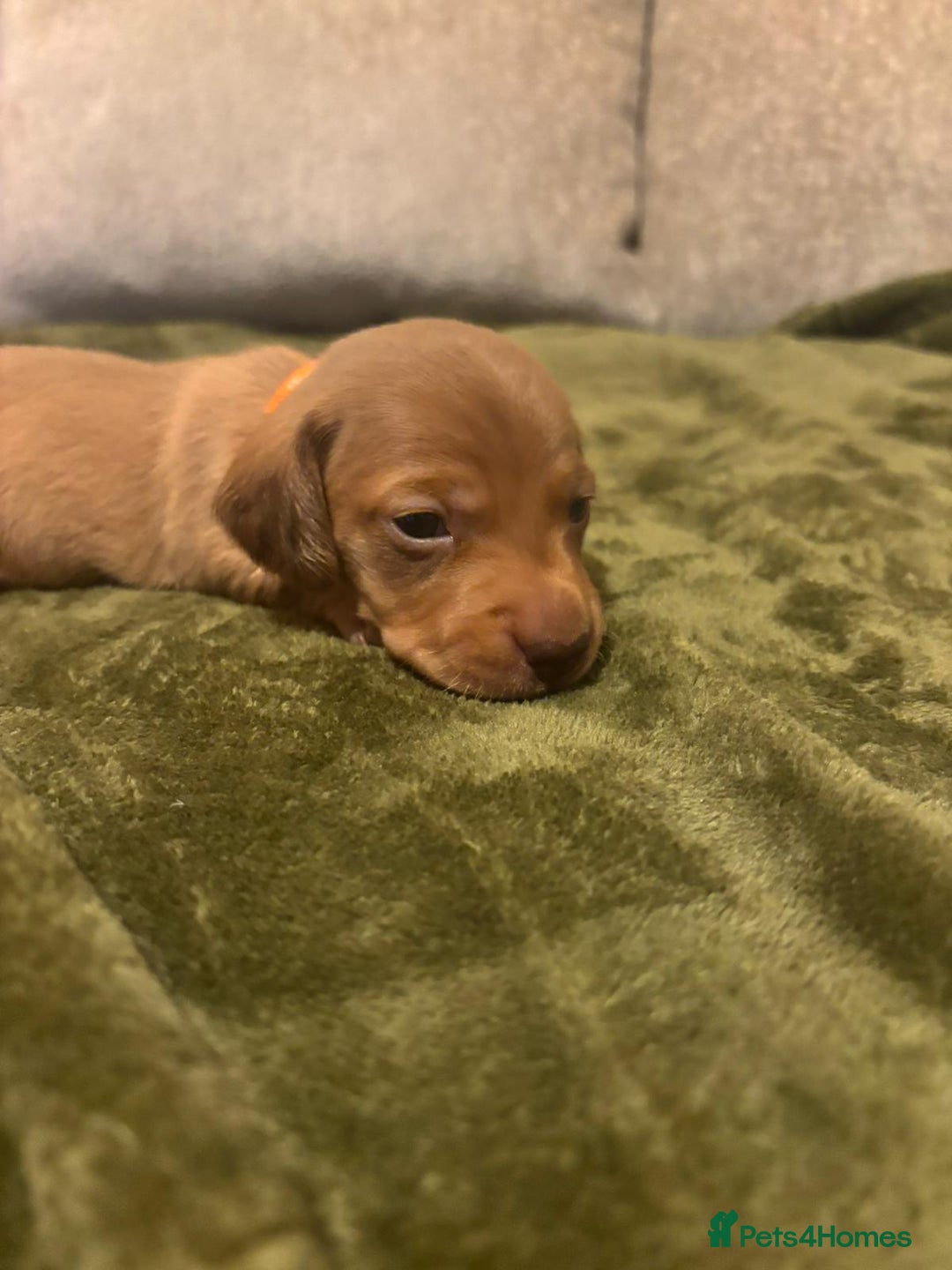 Miniature Dachshund dogs for sale: Miniature dashund puppies  - Advert 5