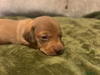 Miniature Dachshund dogs Miniature dashund puppies reserving now - Advert 2