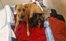 Staffordshire Bull Terrier dogs for sale: Staffordshire bull terrier pups - Image 13