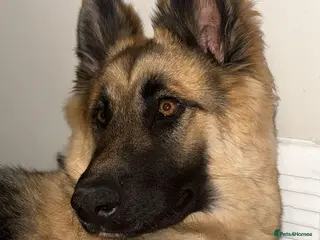 German Shepherd dogs 18 month old German Shepherd - Advert 3