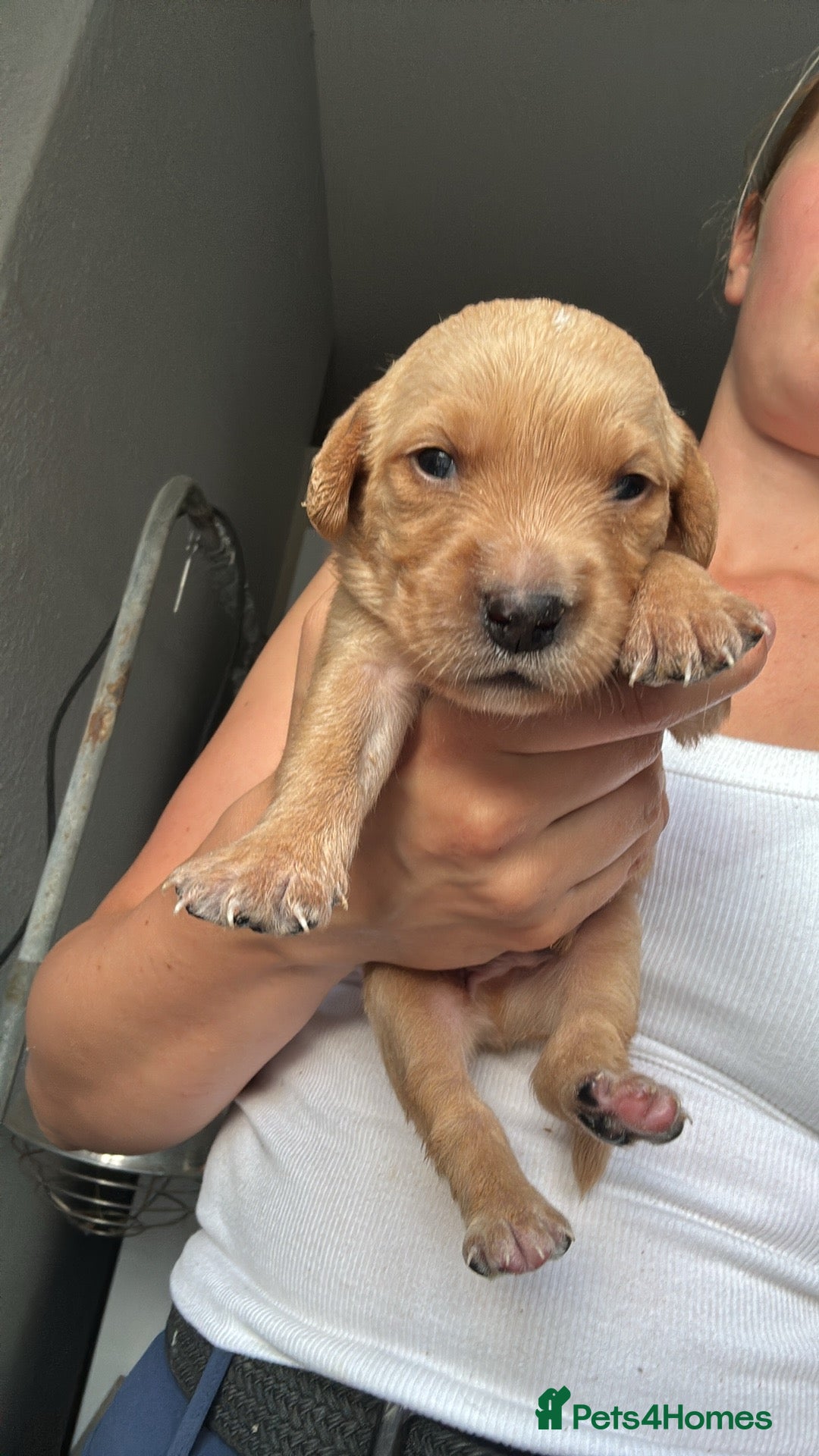 Goldador dogs for sale: Fox red goldador puppies ❤️ - Image 13