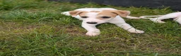 Whippet dogs for sale: Stunning whippet puppies  - Advert 17