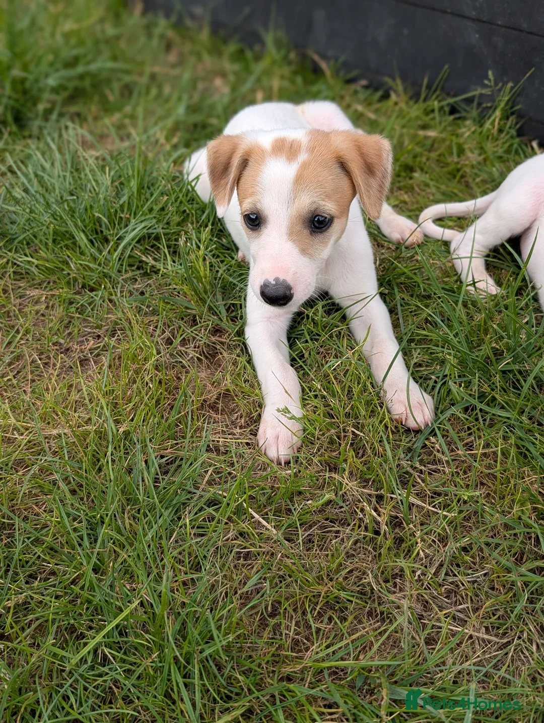 Whippet dogs for sale: Stunning whippet puppies  - Advert 17