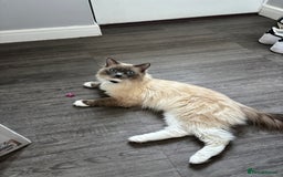 Ragdoll cats for stud: Blue point Ragdoll for stud £300 in Glasgow - Image 5