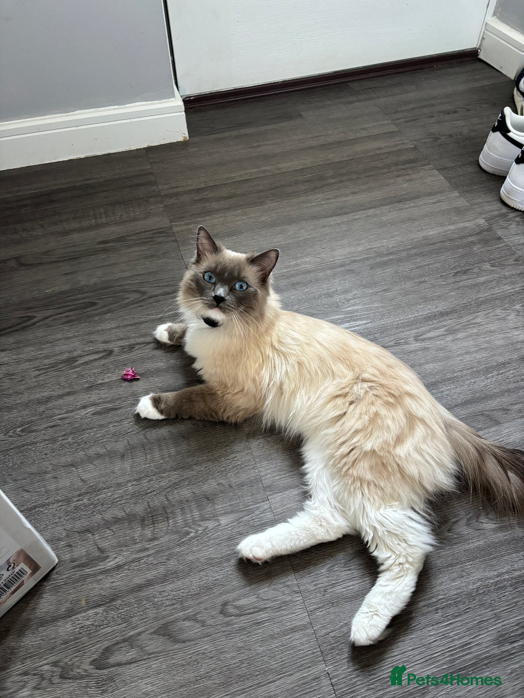 Ragdoll cats for stud: Blue point Ragdoll for stud £300 in Glasgow - Image 5