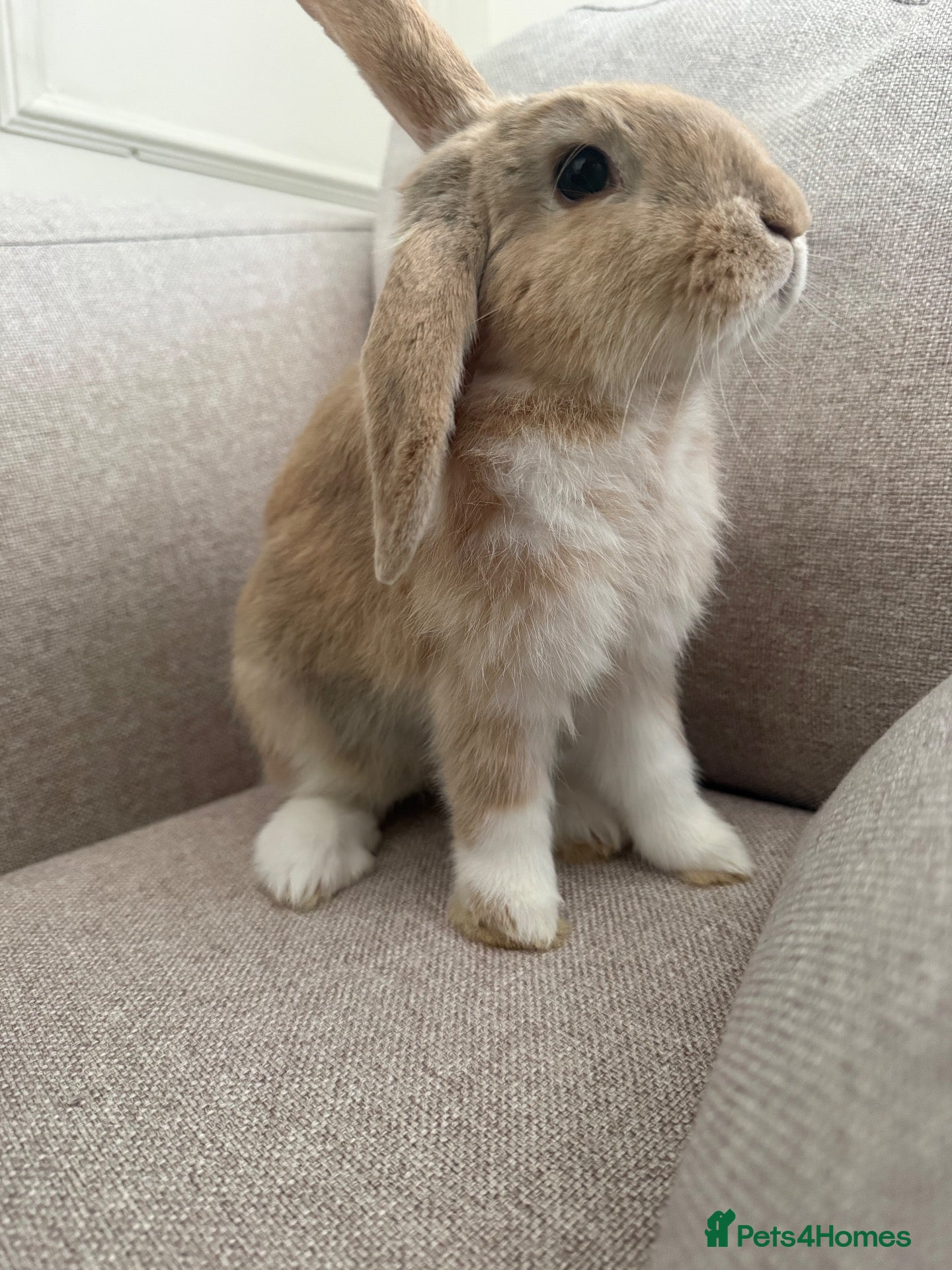 Mixed Breed rabbits Mini lop rabbit - Advert 20