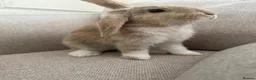 Mixed Breed rabbits for sale: Mini lop rabbit - Advert 1