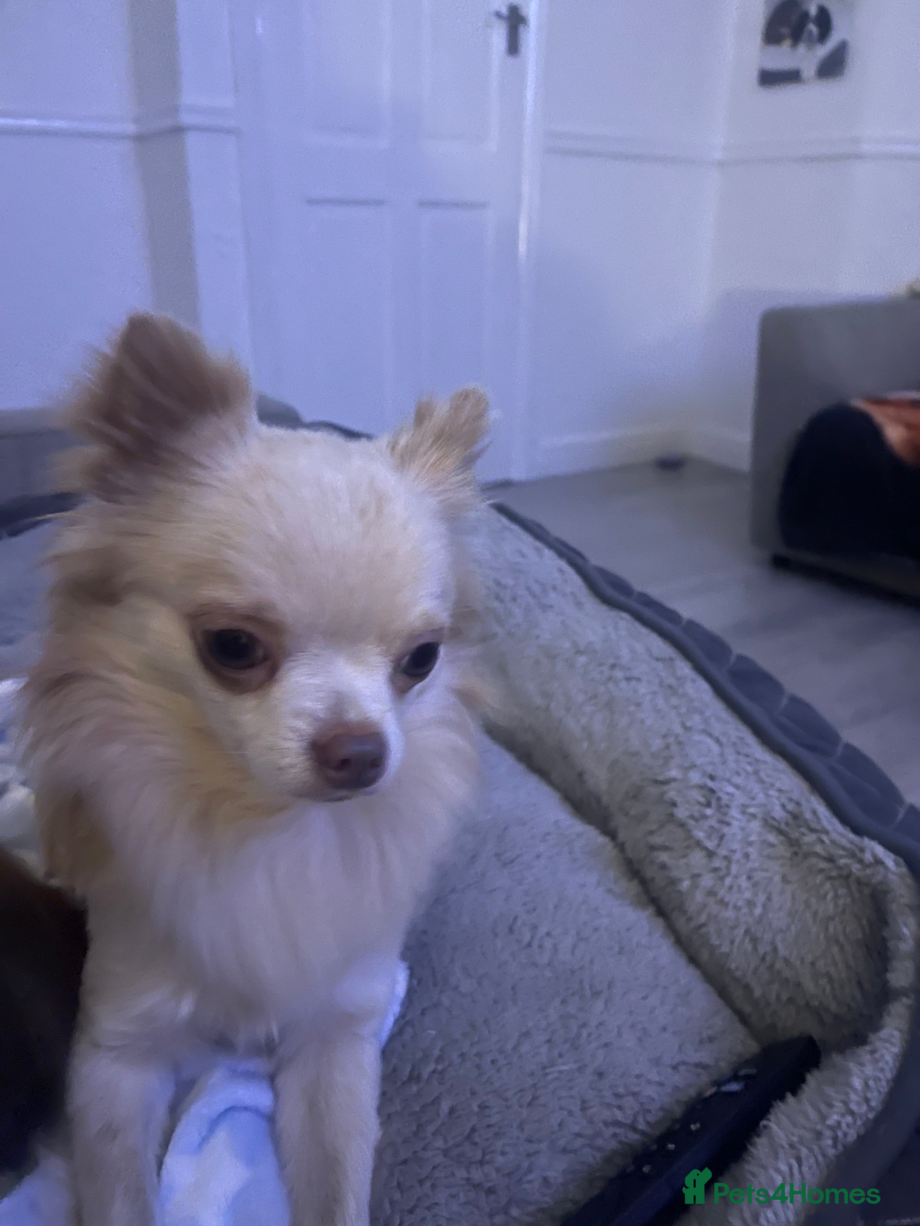 Chihuahua dogs Proven stud Dog - Advert 3